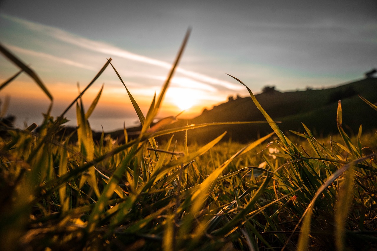 sunset dusk plants free photo