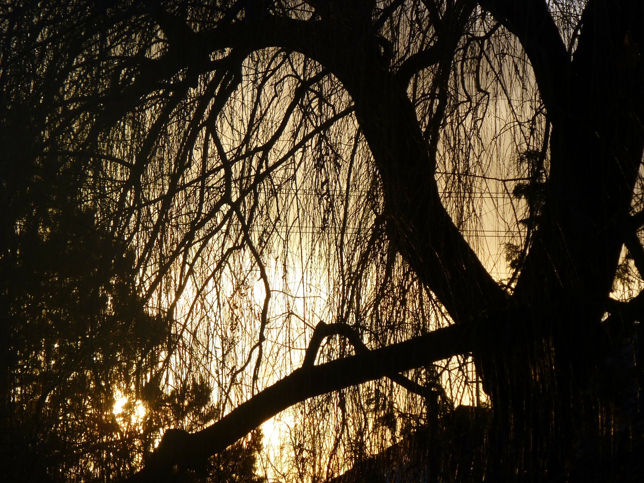 sunset weeping willow light free photo