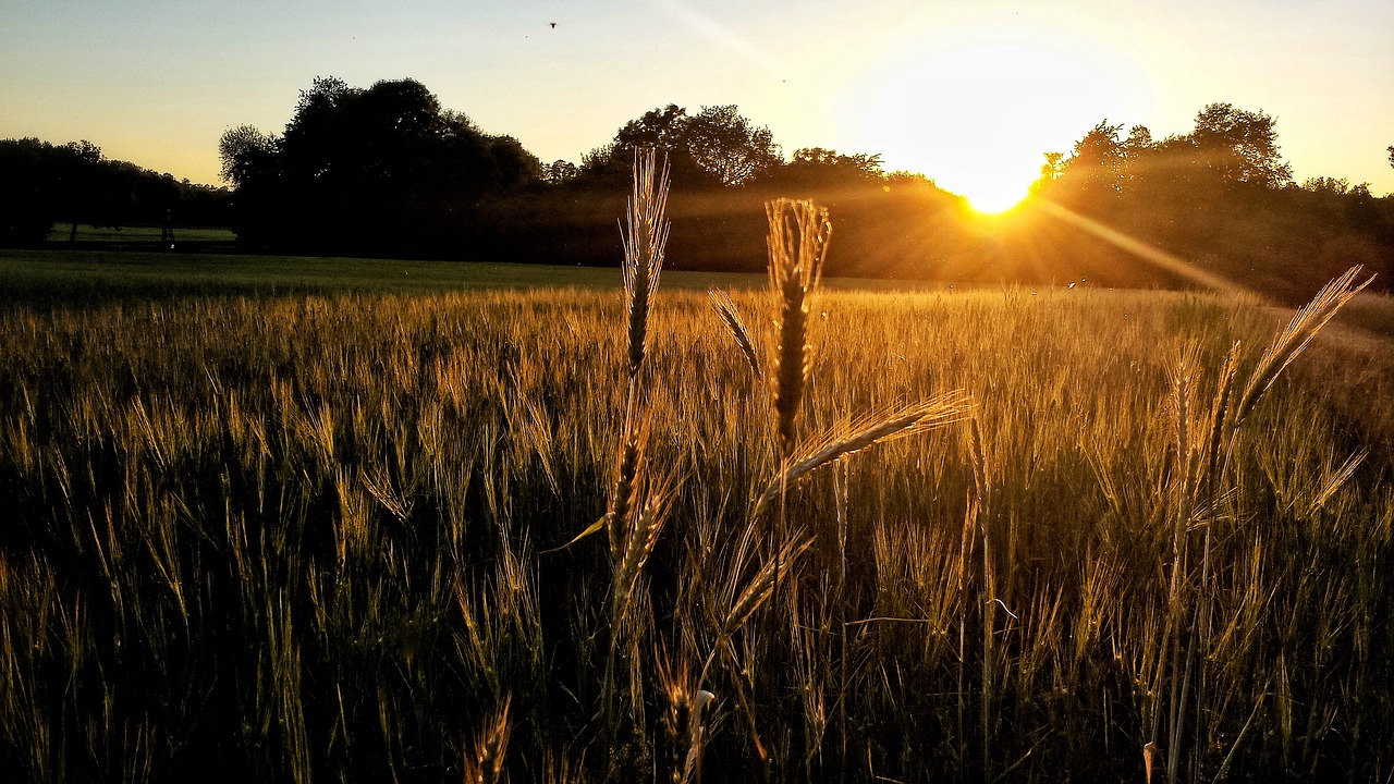 sunset cornfield landscape free photo