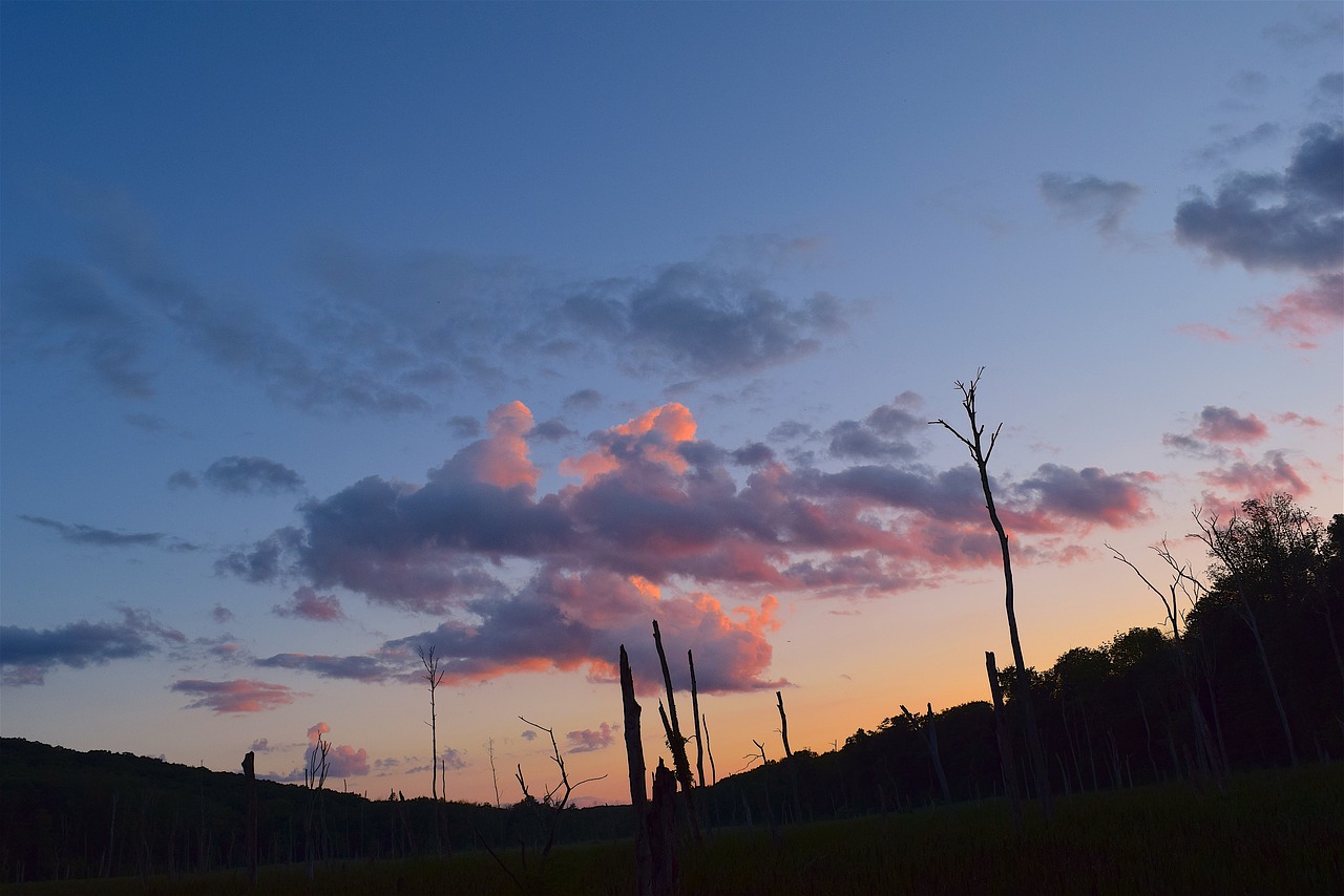 sunset sky trees free photo