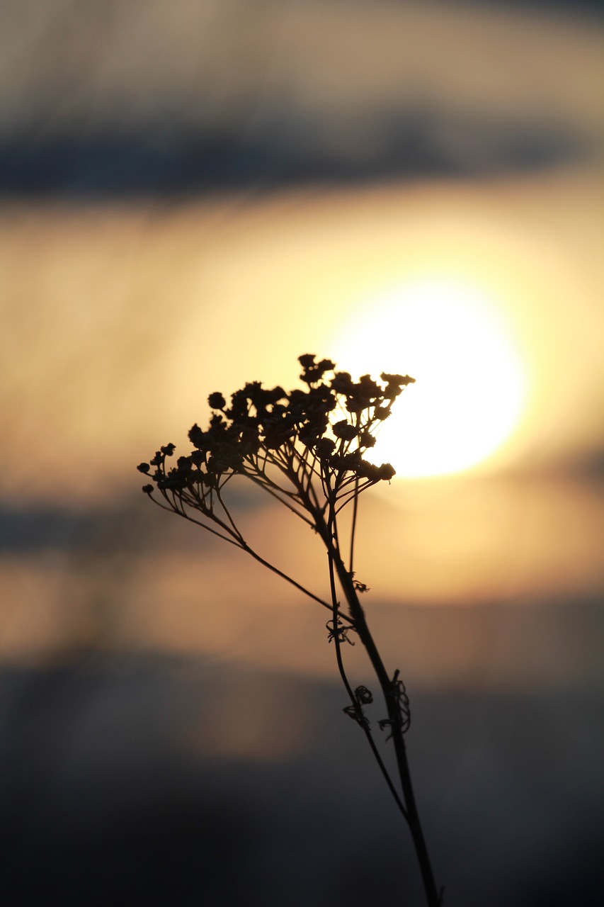 sunset dry flowers nature free photo