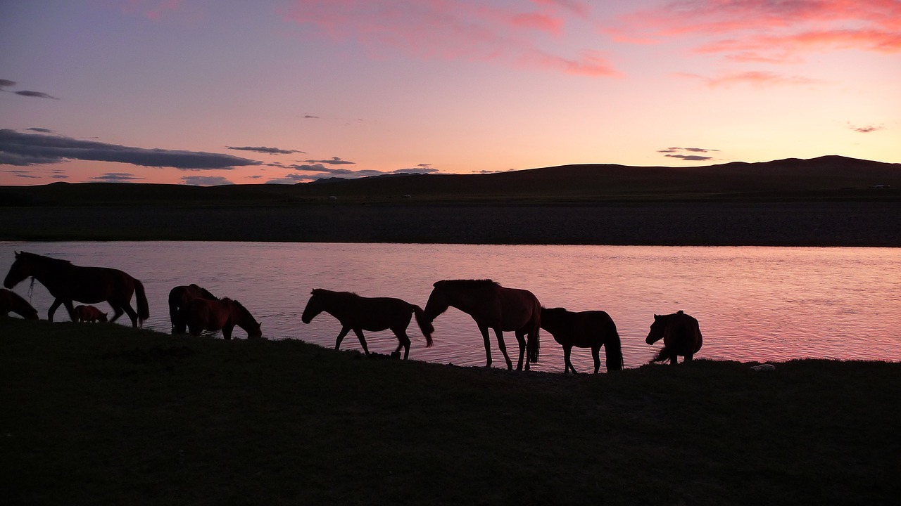 sunset horses mongolia free photo