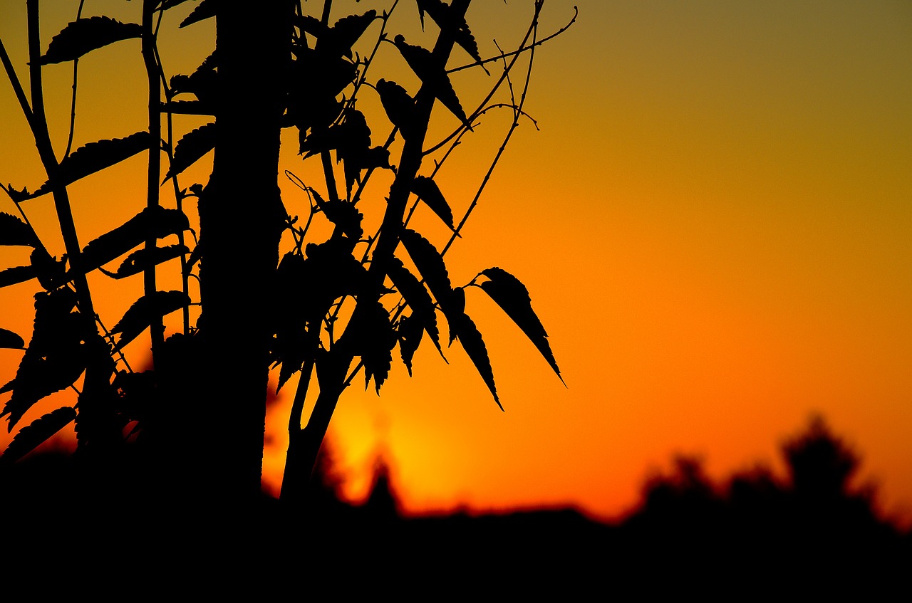 sunset landscape summer free photo