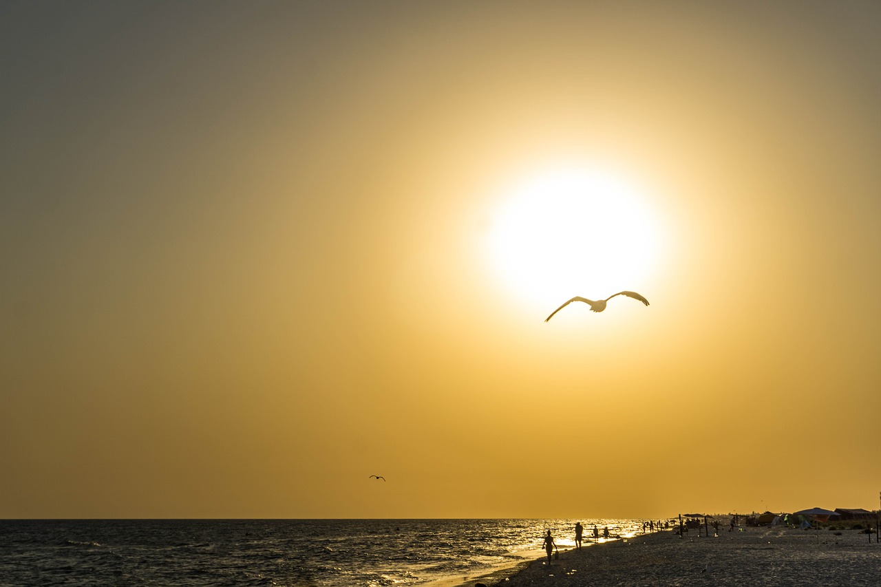 sunset bird sea free photo