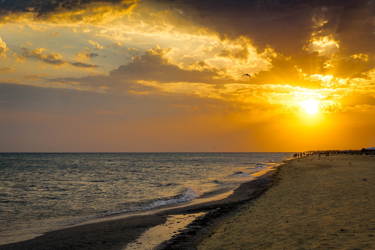 sunset bird sea free photo