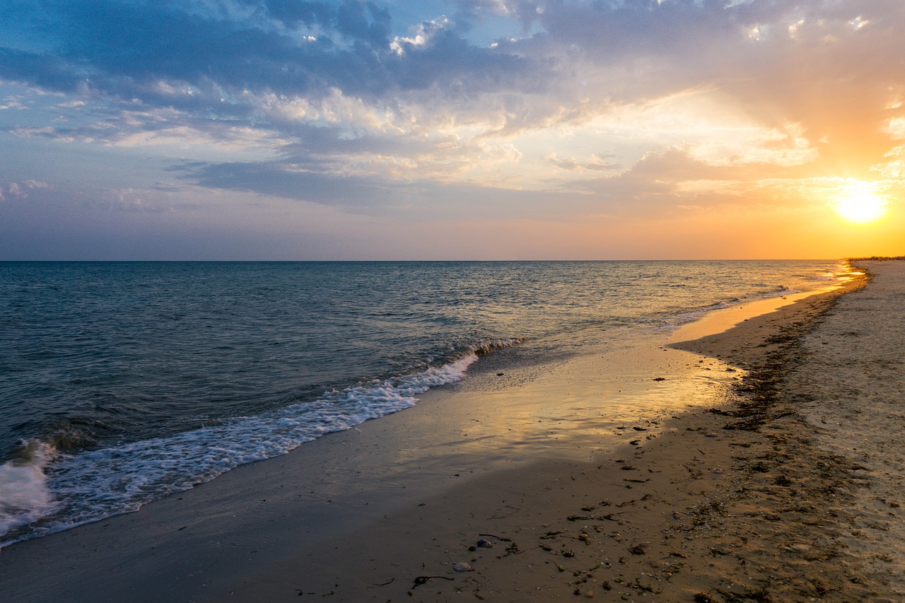 sunset bird sea free photo