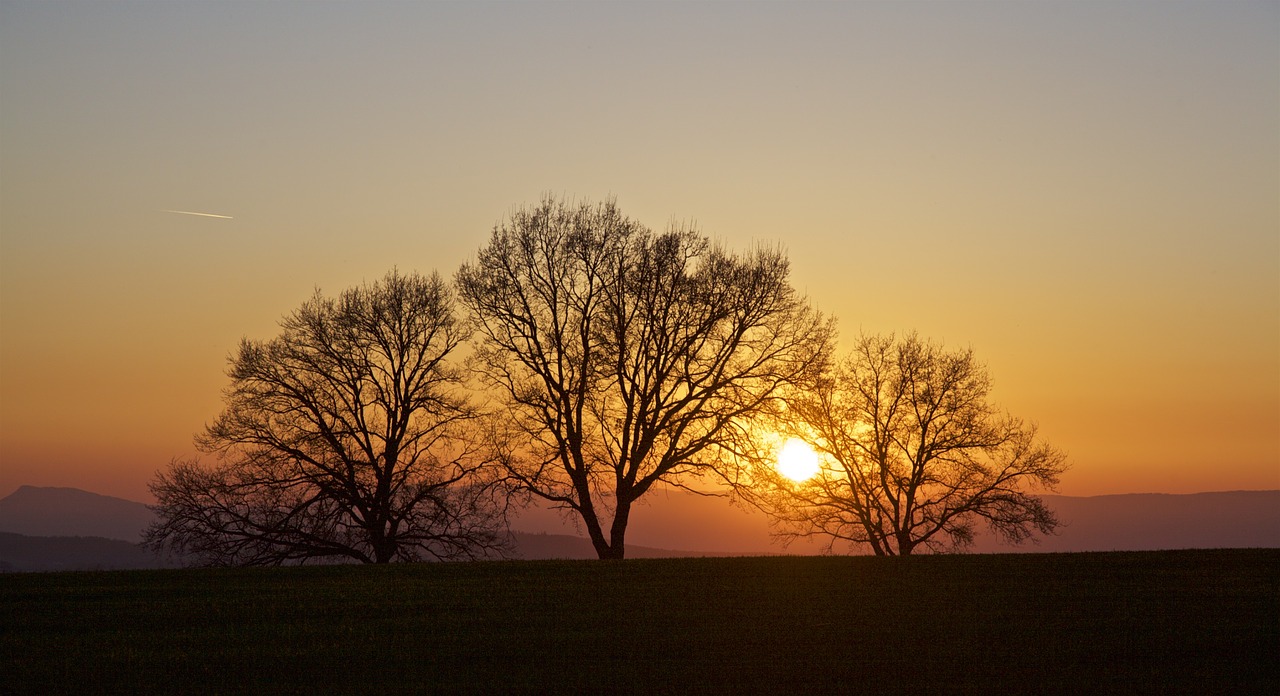 sunset trees back light free photo