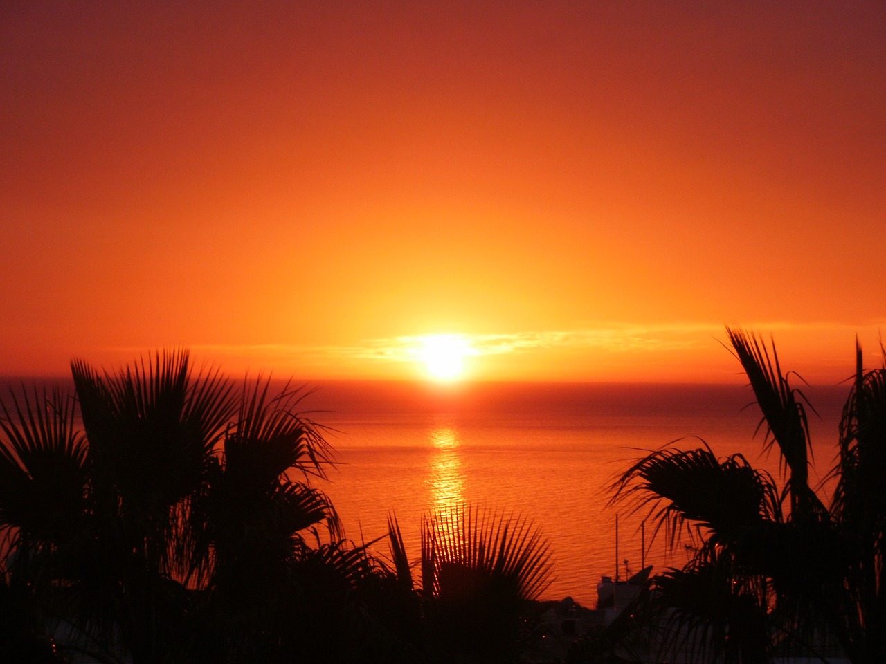 sunset palm trees cyprus free photo