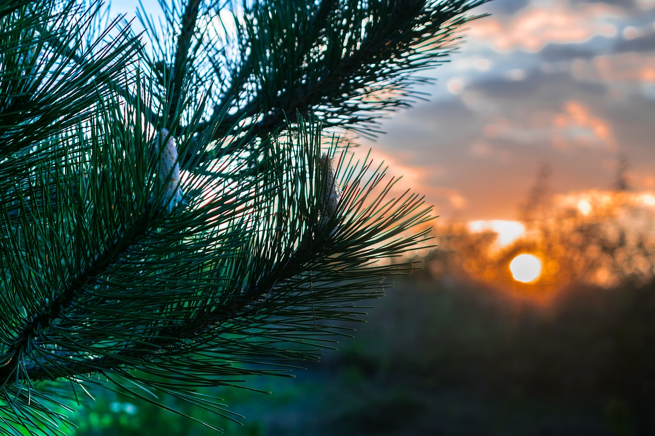 sunset pine nature free photo