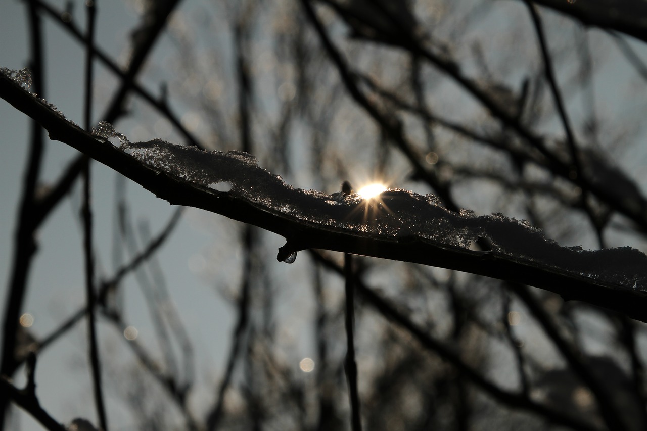 sunset magic tree ice free photo