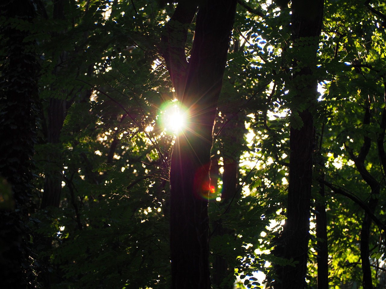 sunset forest trees free photo