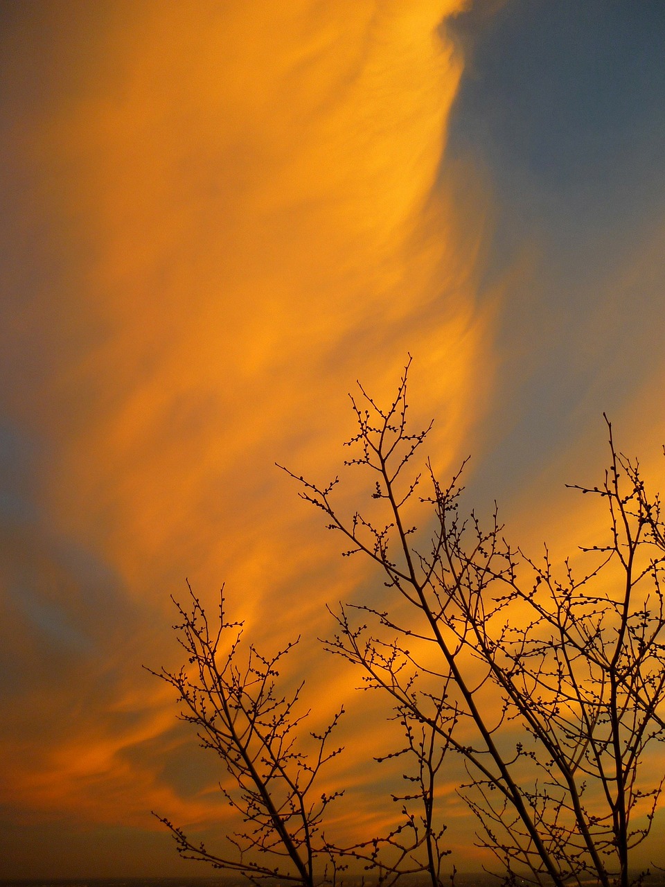 sunset cloud branch free photo