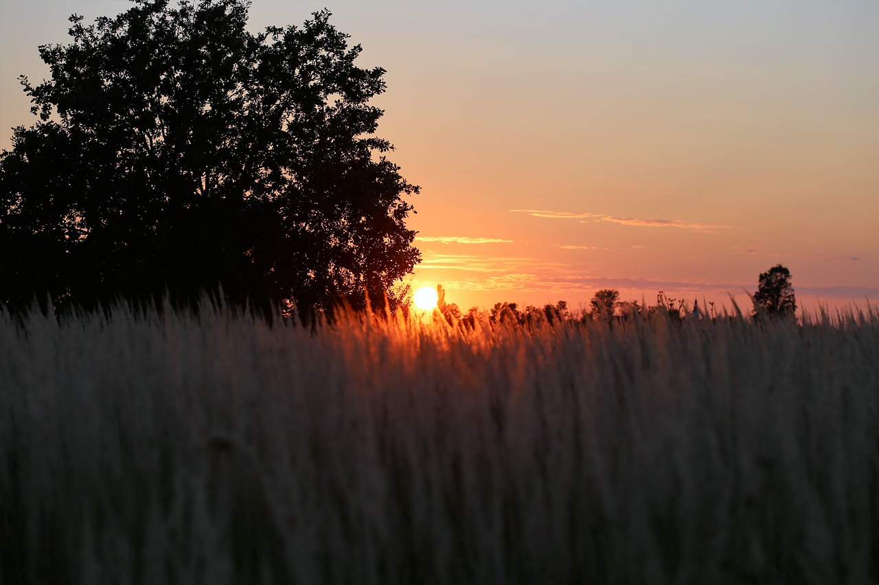 sunset evening grass free photo