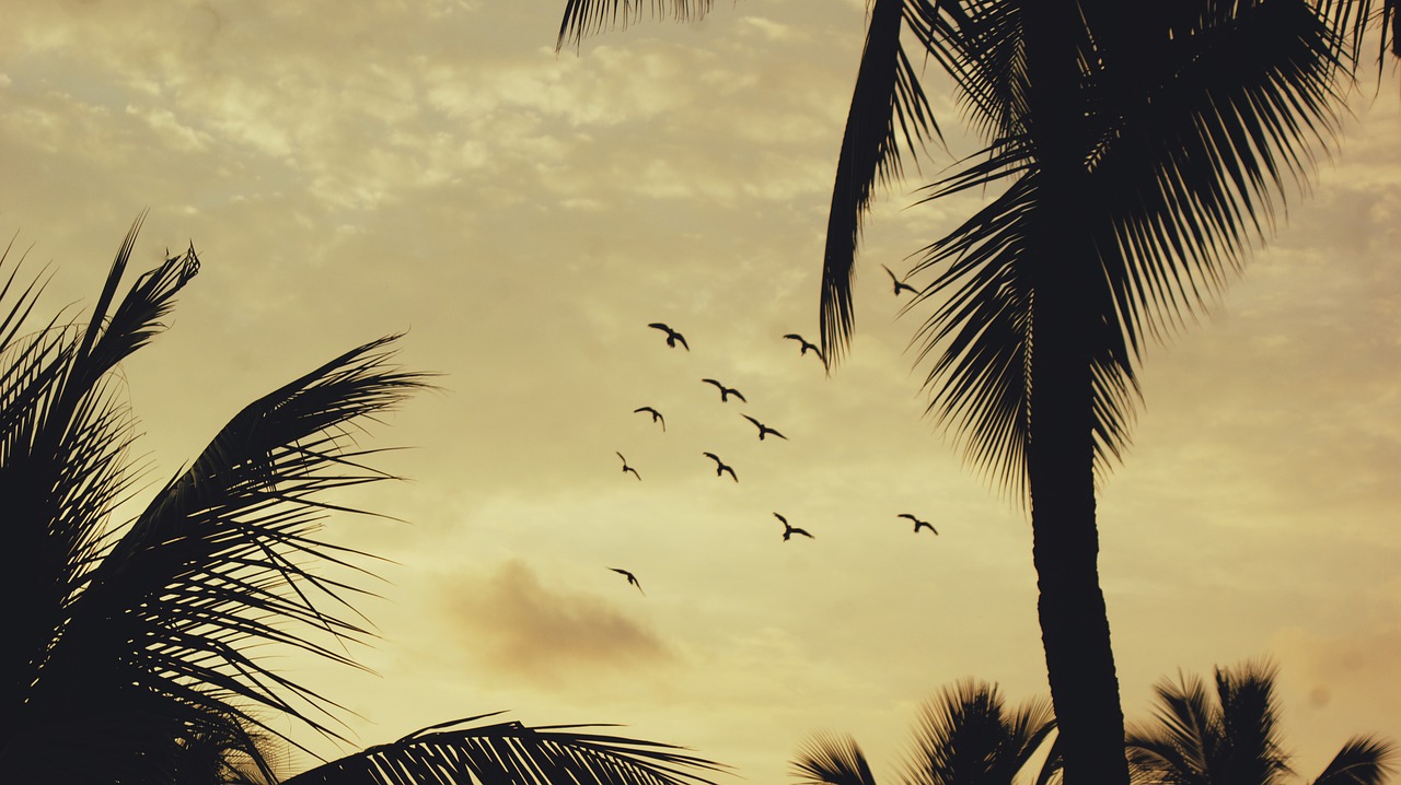 sunset birds tropical free photo