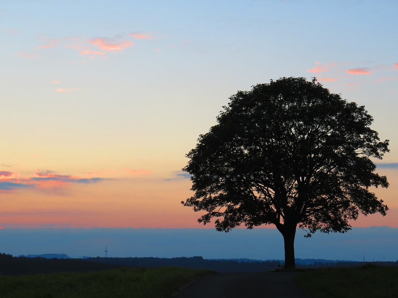 sunset tree of life afterglow free photo