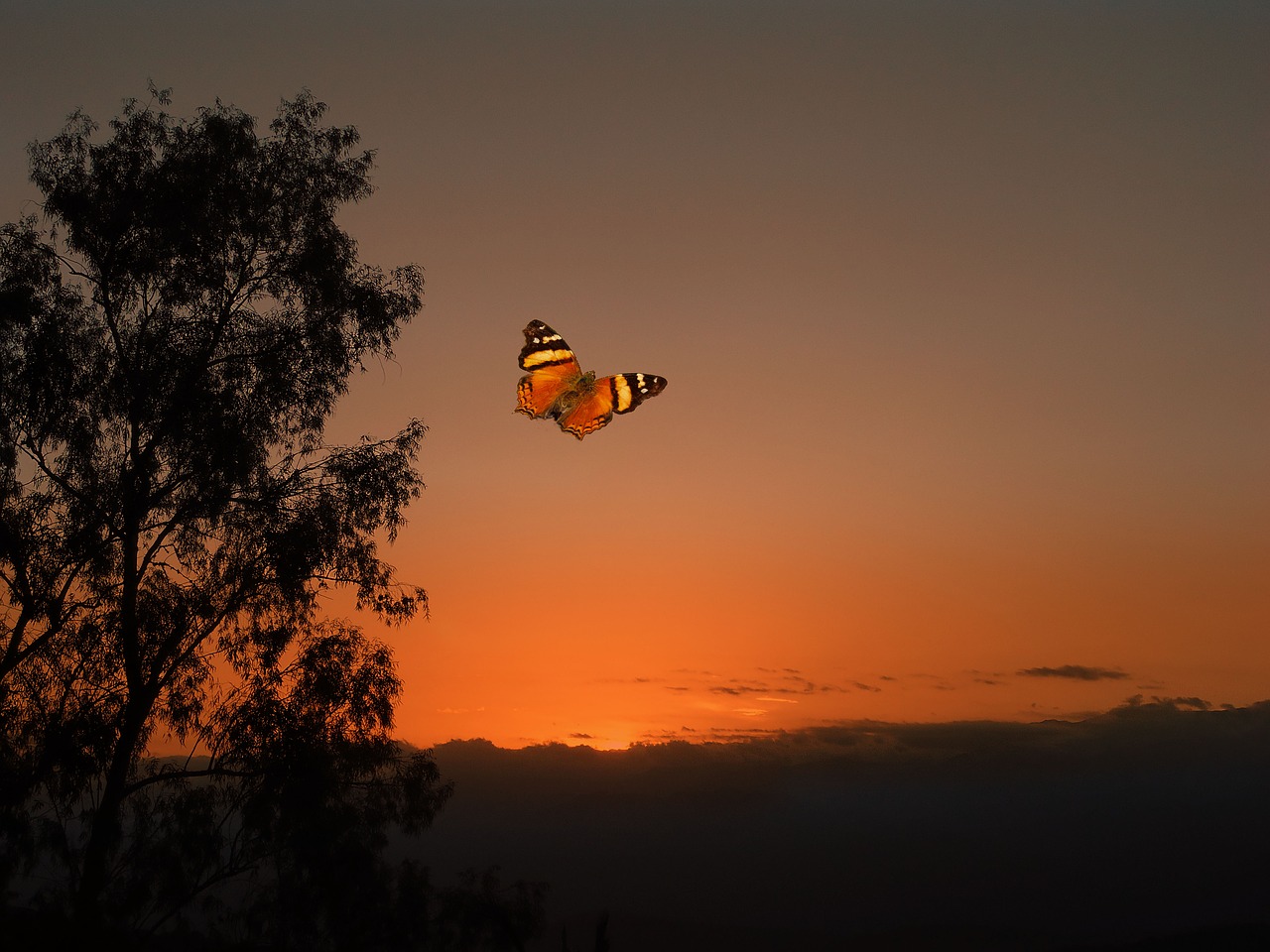 sunset orange butterfly free photo