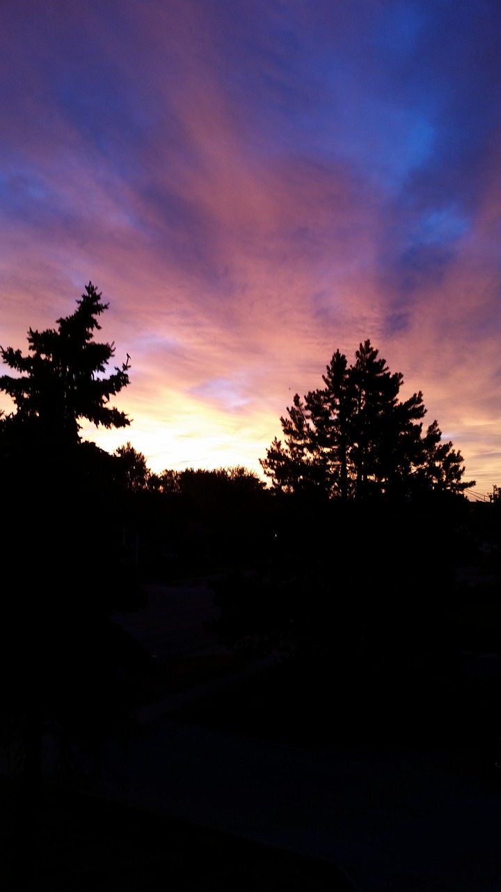 sunset trees sky free photo