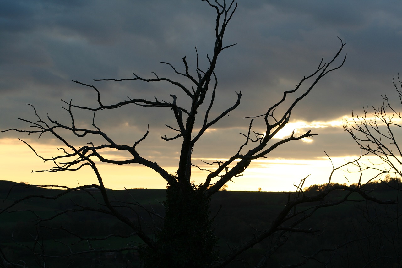 sunset tree winter free photo