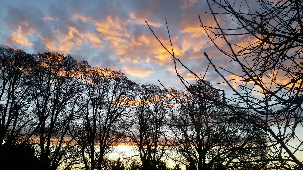 sunset silhouette trees free photo