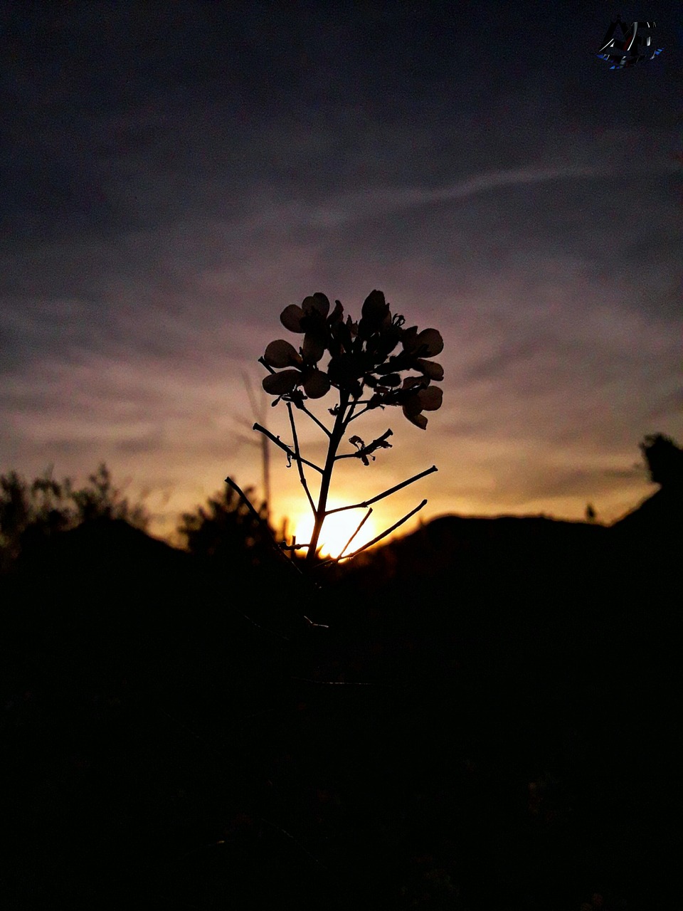 sunset landscape flower free photo