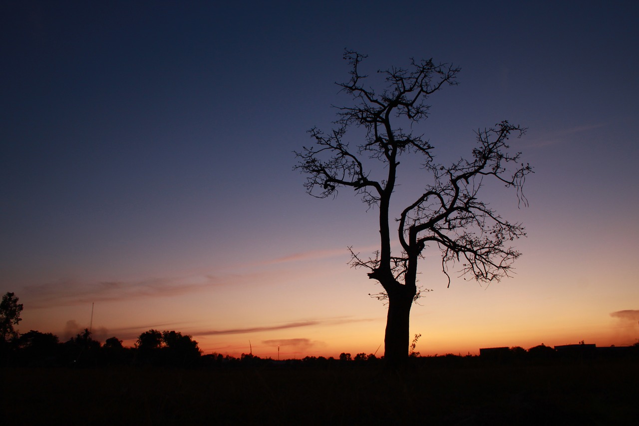 sunset branch tree free photo