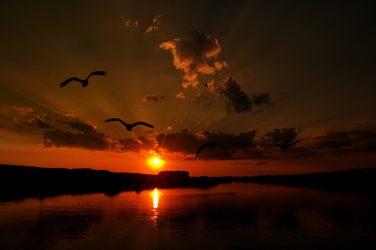 sunset cloud birds free photo