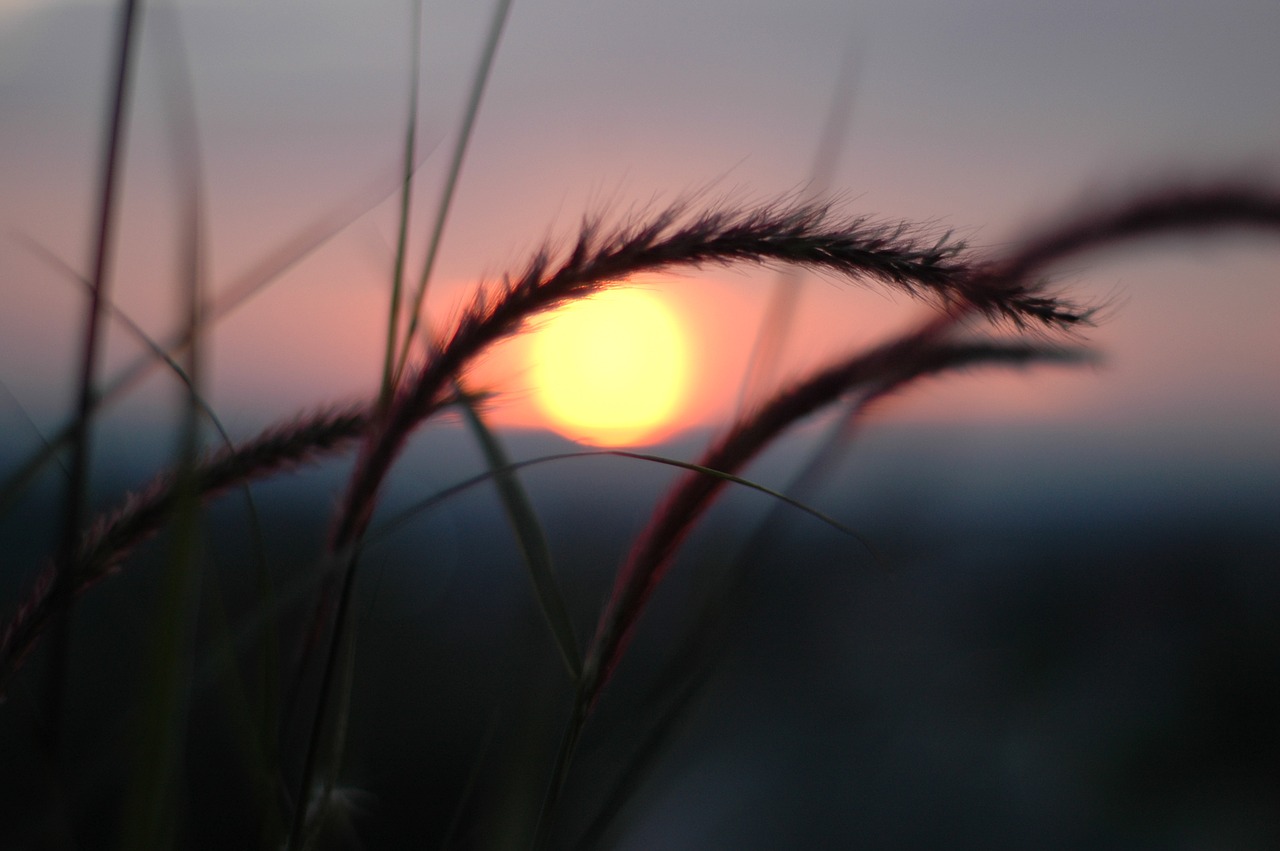 sunset grass nature free photo