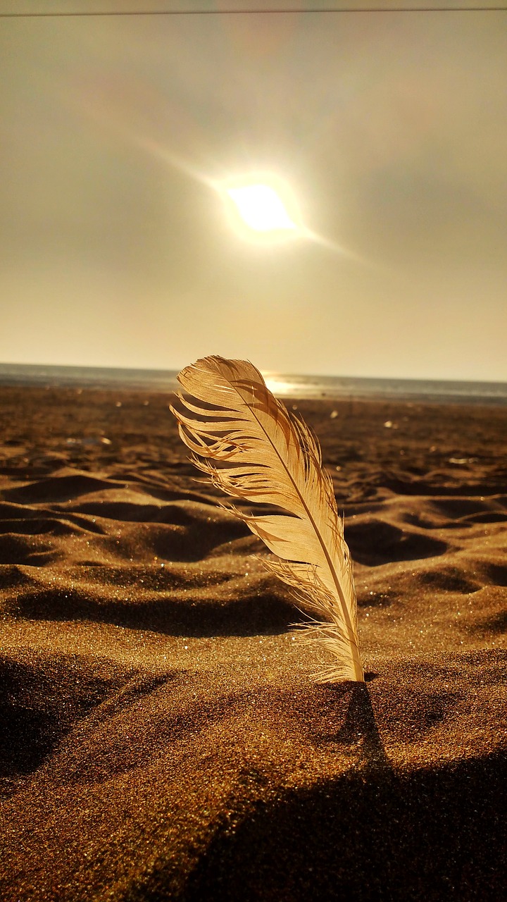 sunset golden feather free photo