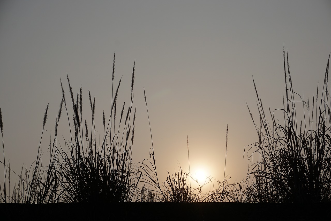 sunset reed lonely free photo