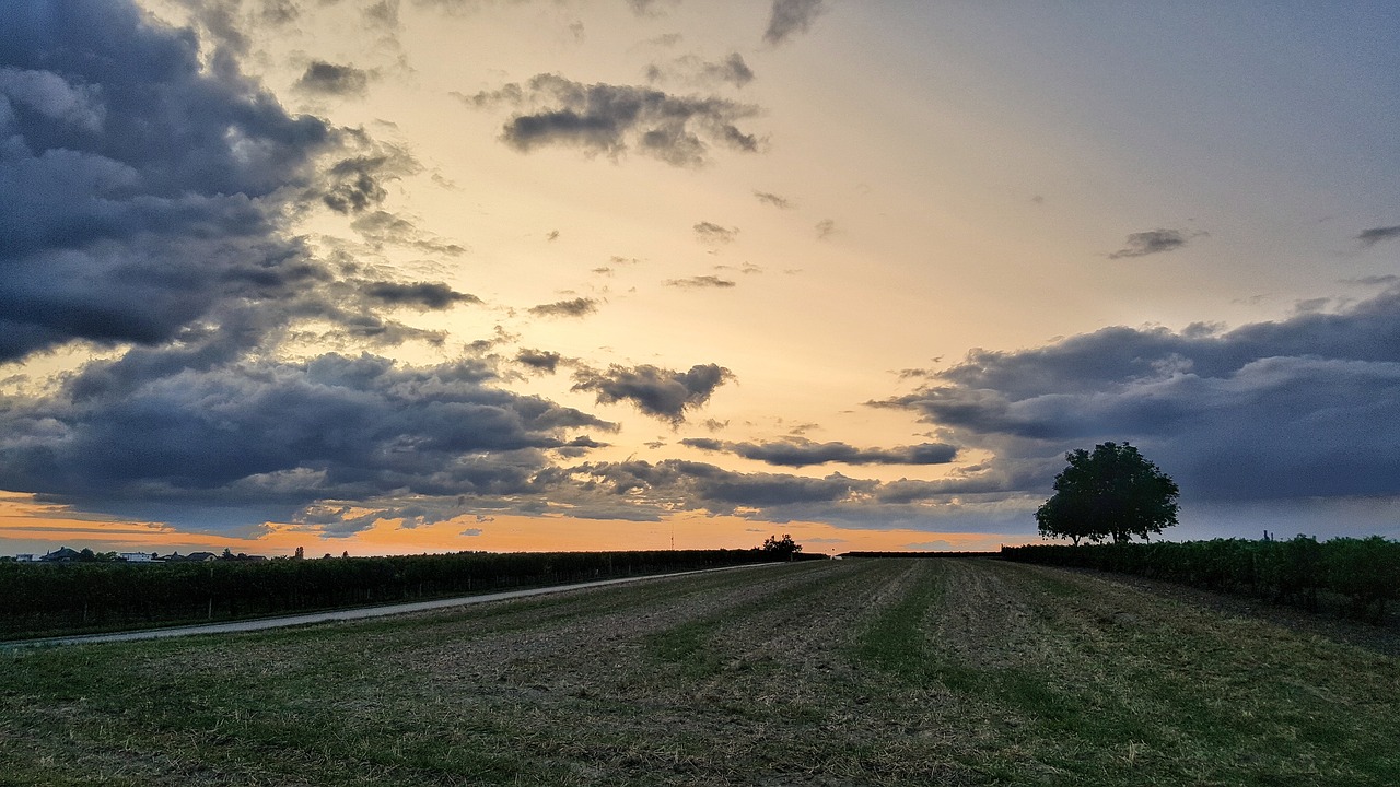 sunset field nature free photo