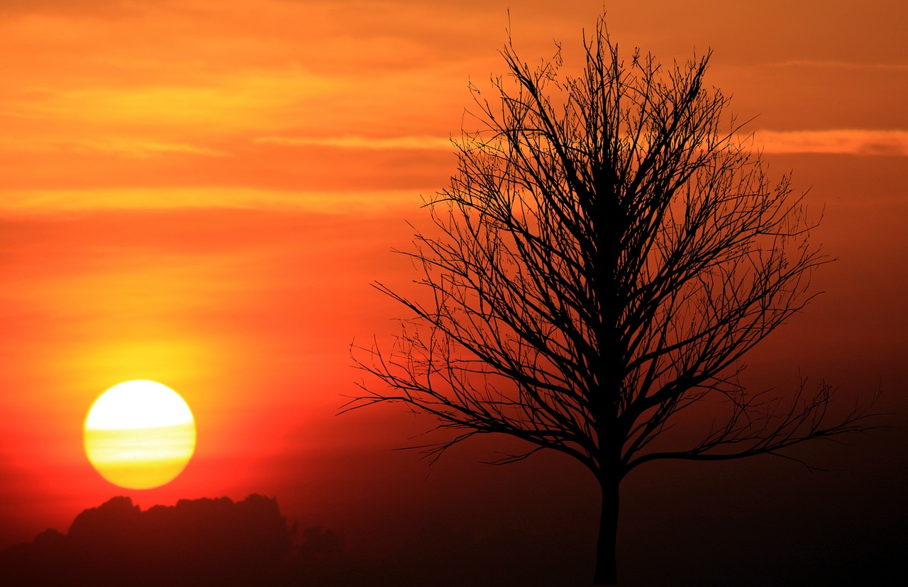 sunset twilight tree free photo