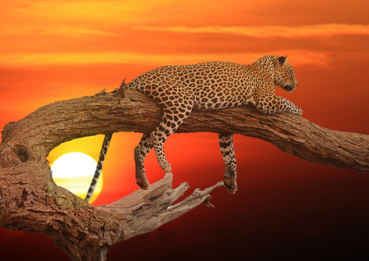 sunset leopard bark free photo