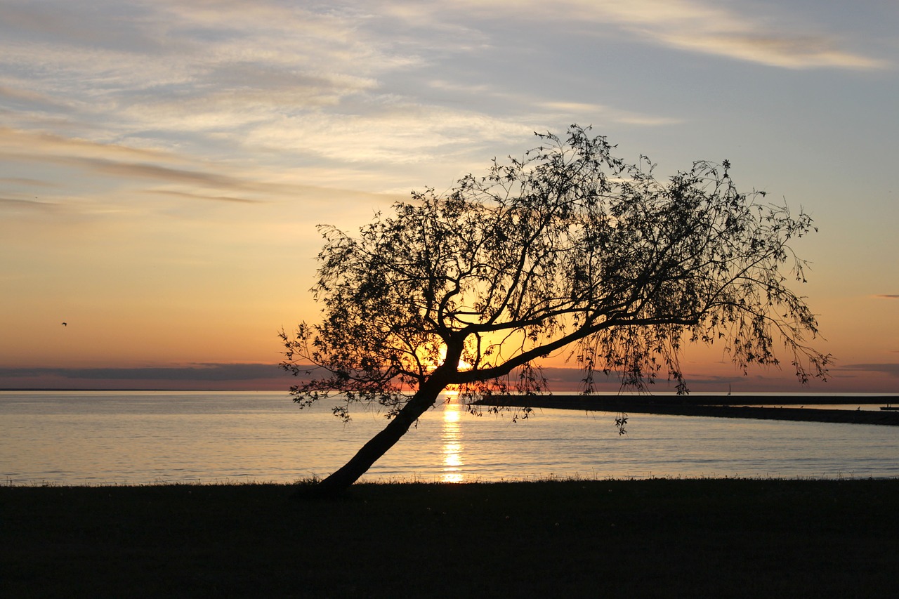 sunset tree summer free photo