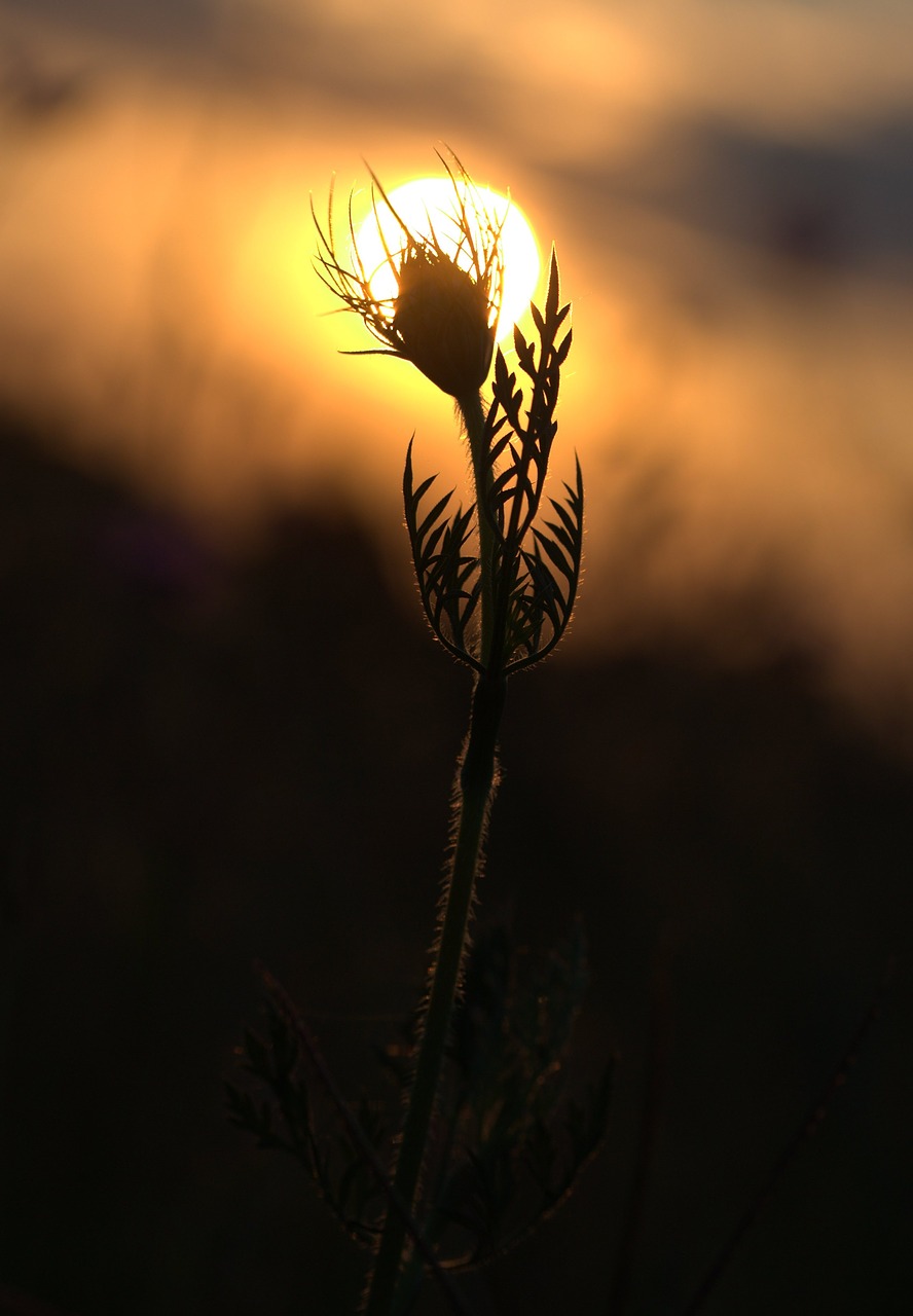 sunset plant shadow free photo