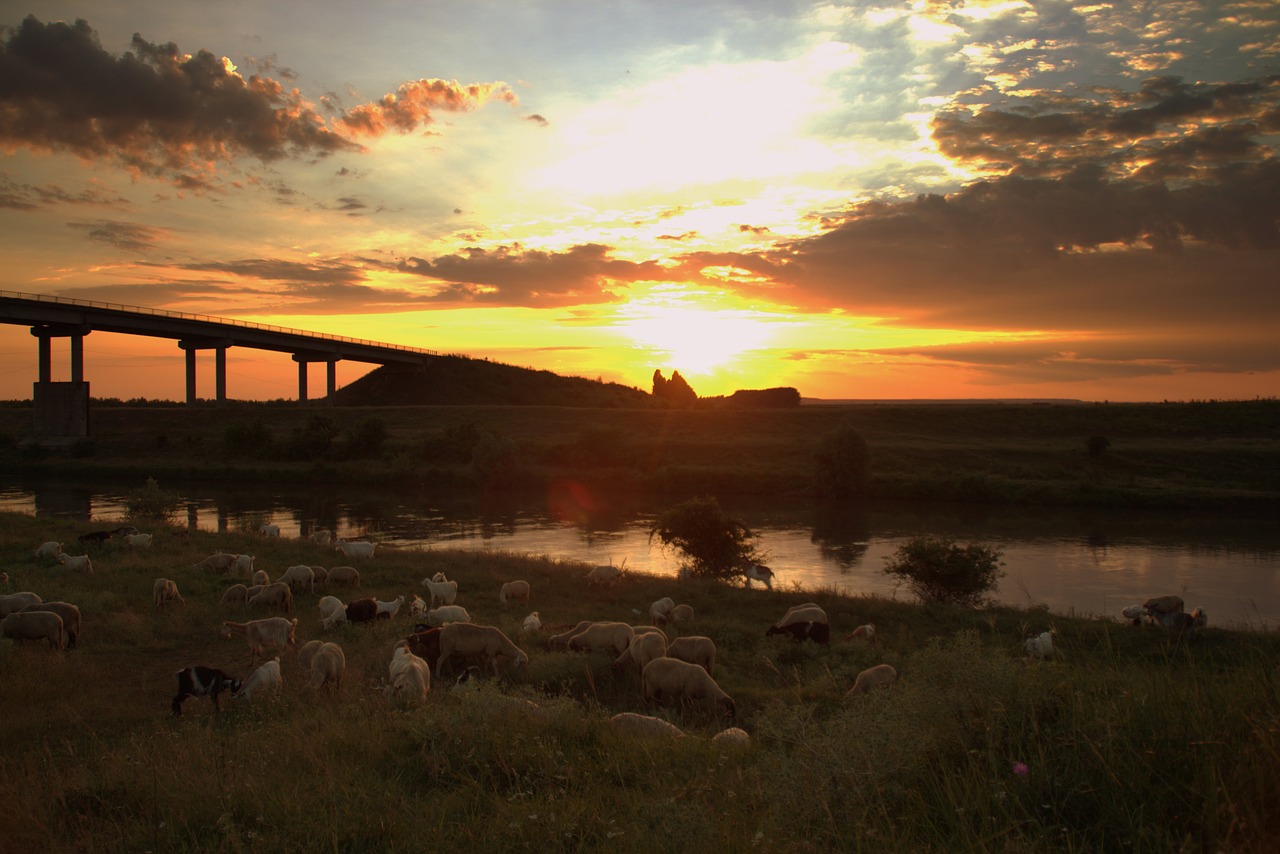 sunset sheep the flock free photo