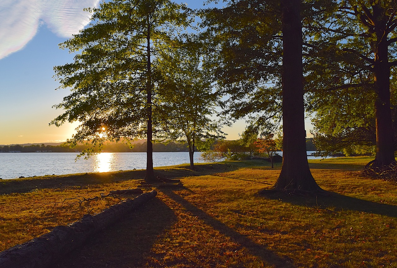 sunset tree lake free photo