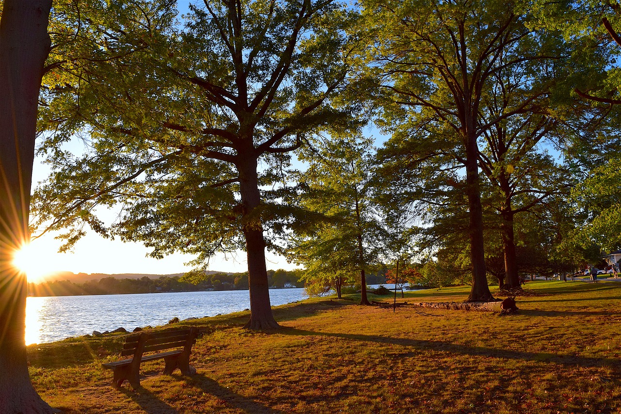 sunset tree lake free photo