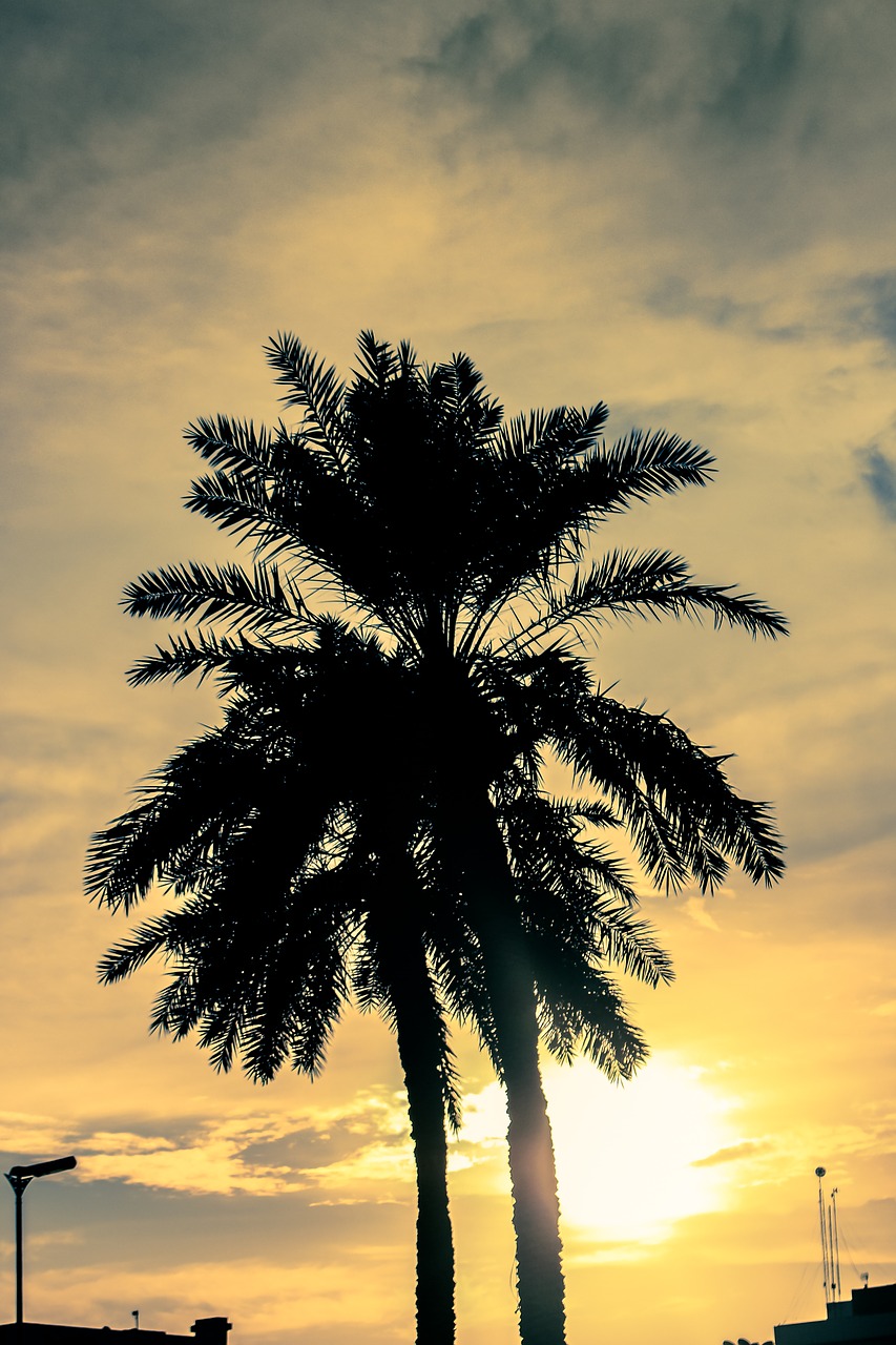 sunset palm trees palm tree free photo