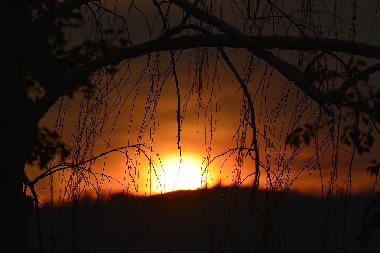 sunset branch tree free photo