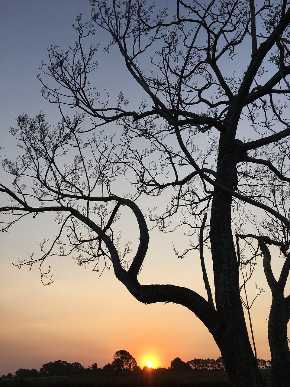 sunset jacaranda sky free photo