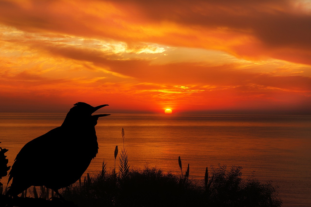 sunset bird blackbird free photo