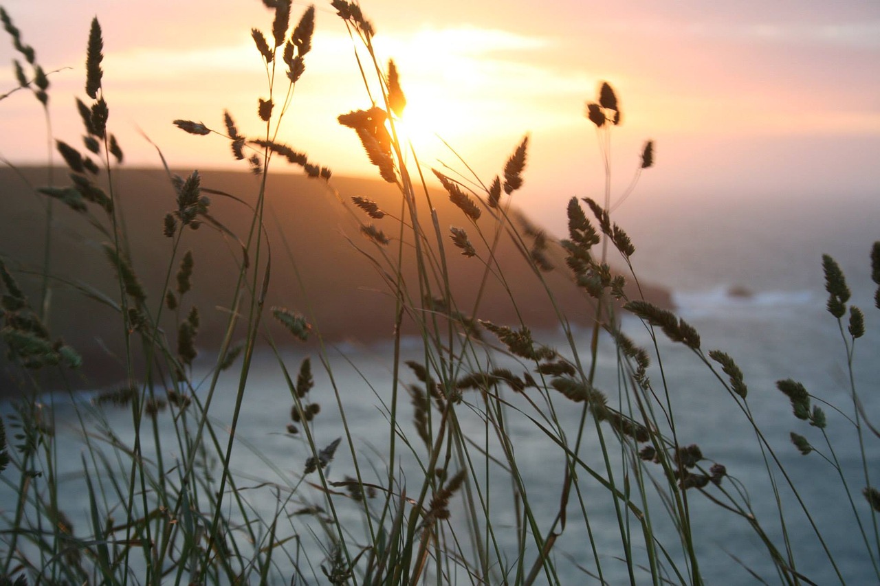 sunset wheat summer free photo