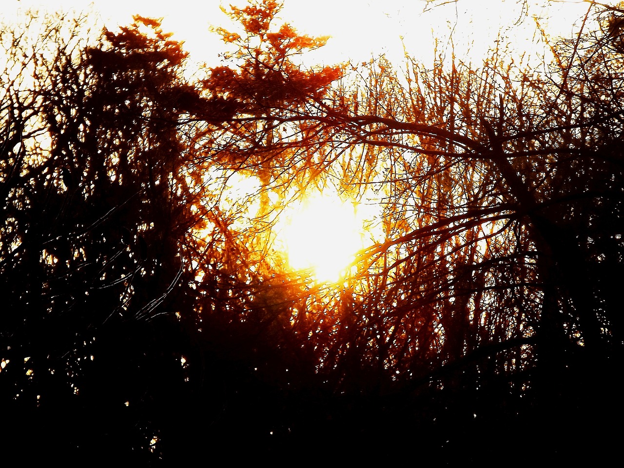 sunset tree sky free photo