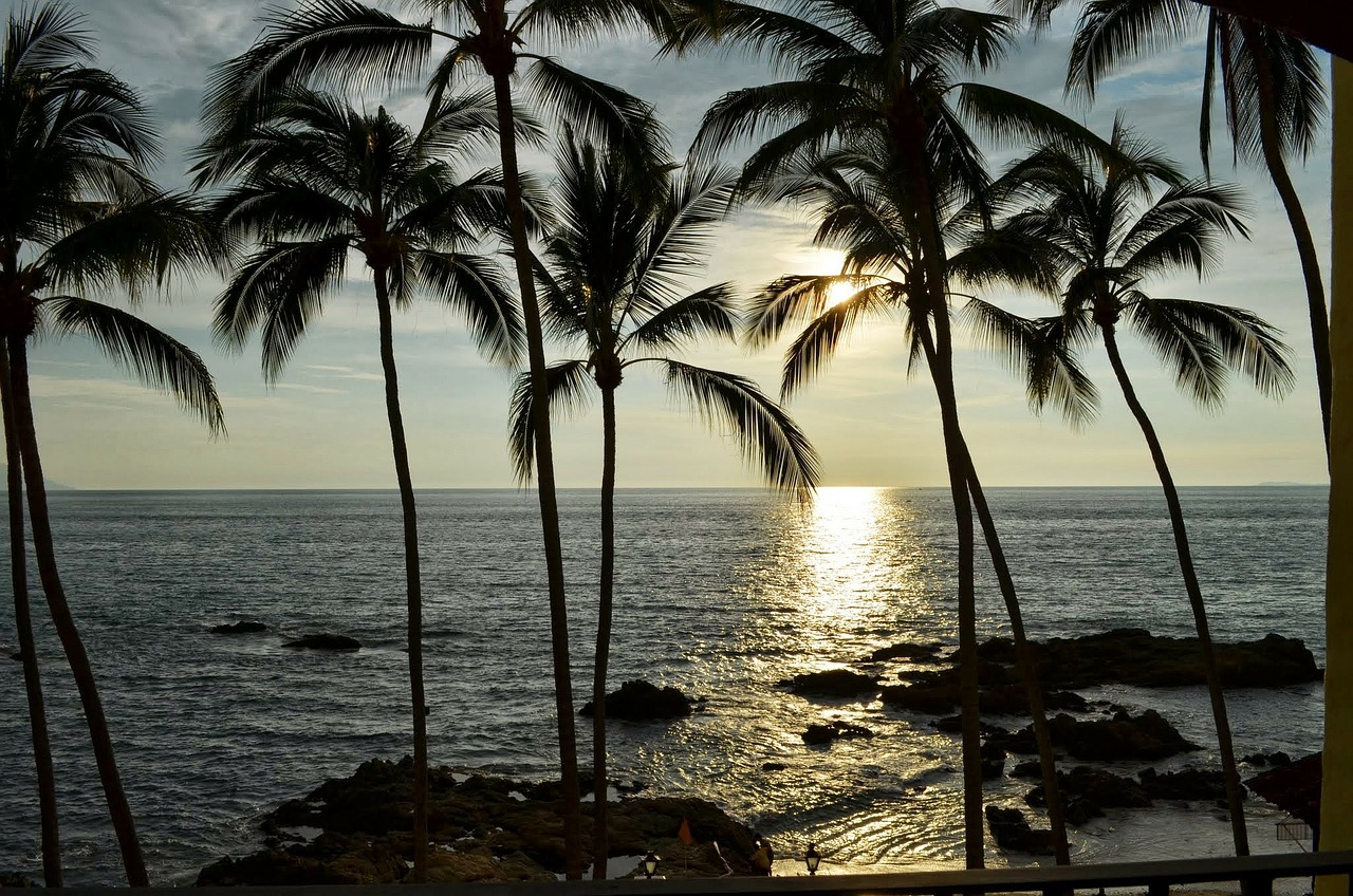 sunset palms palm trees free photo