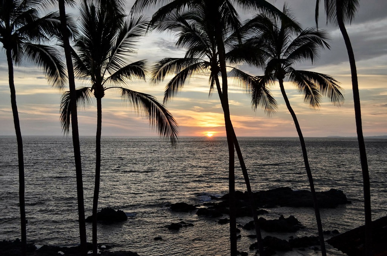 sunset palms palm trees free photo