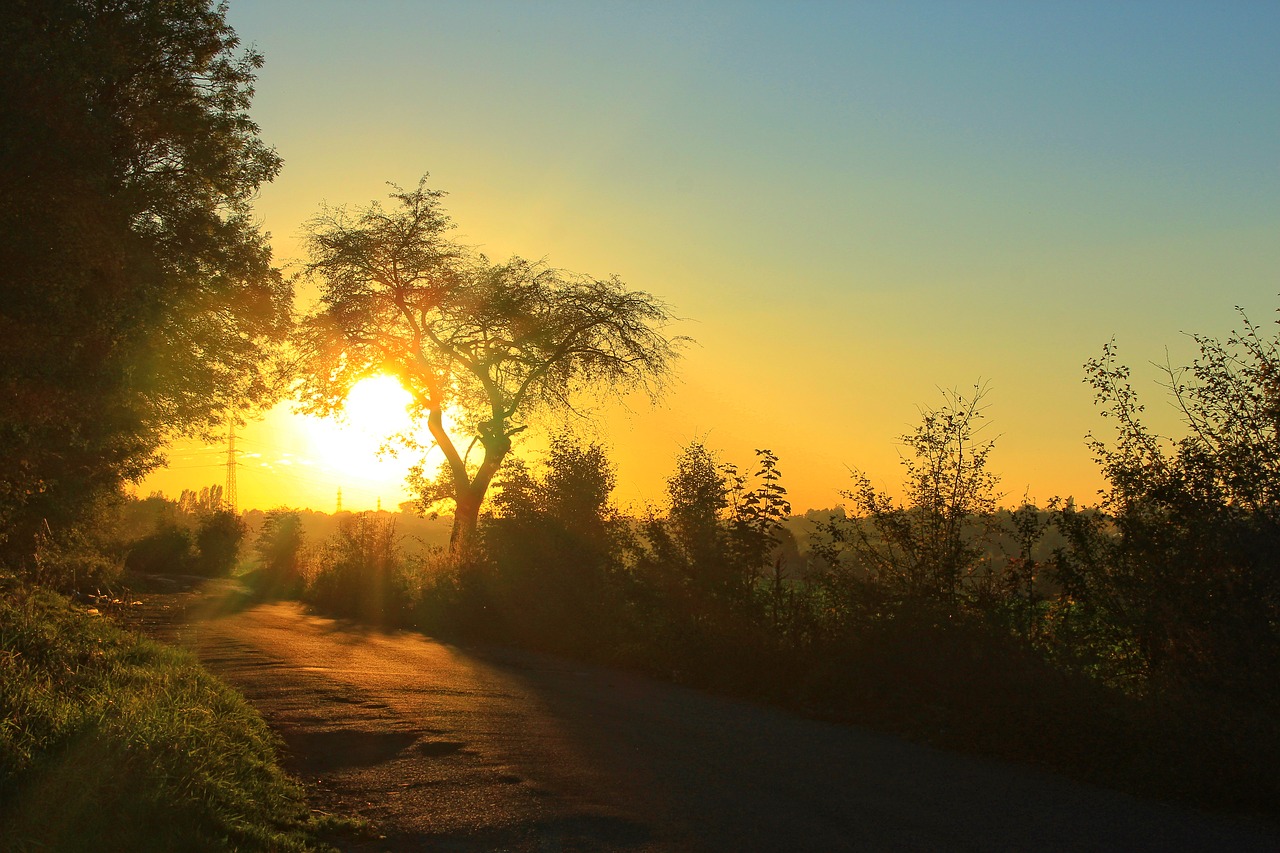 sunset path tree free photo