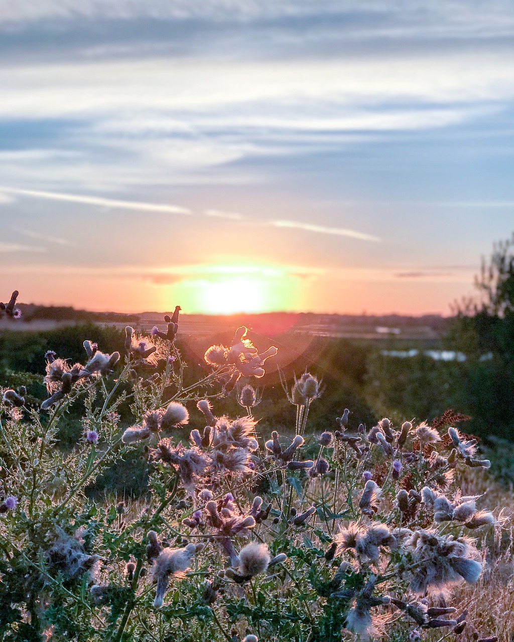 sunset grass plants free photo