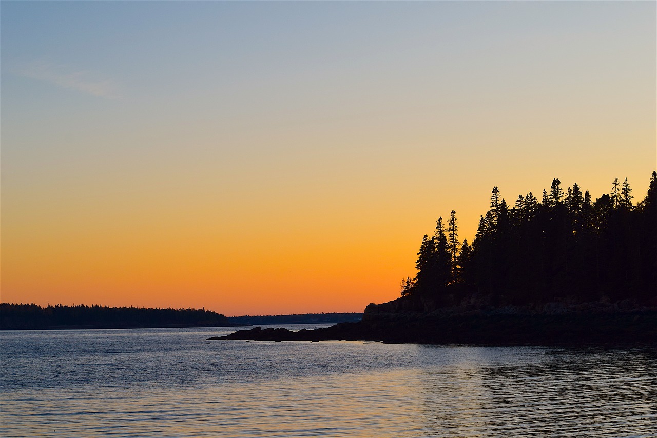 sunset pine trees ocean free photo