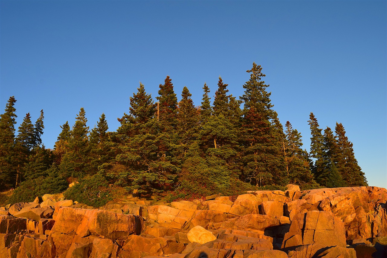 sunset trees rocks free photo