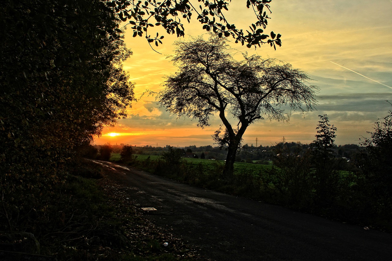 sunset tree field free photo